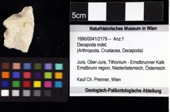 Foto (Objket + Etiketten) von Decapoda indet. 